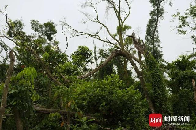 2025年1號(hào)臺(tái)風(fēng)“蝴蝶”或?qū)⒂凇拔逡弧奔倨谏桑?圖2)