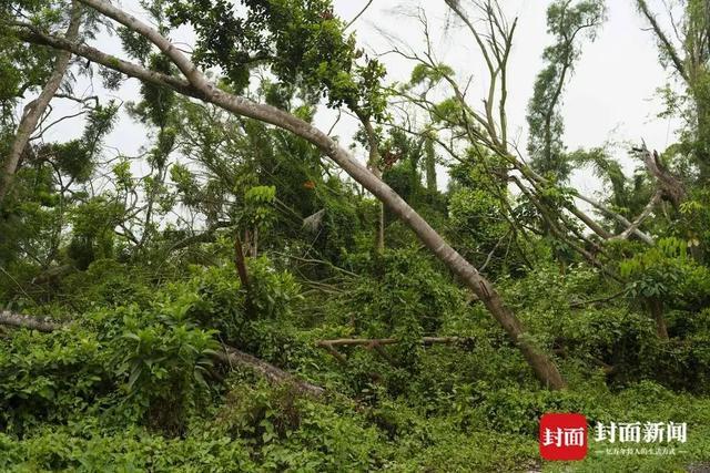 2025年1號(hào)臺(tái)風(fēng)“蝴蝶”或?qū)⒂凇拔逡弧奔倨谏桑?圖3)