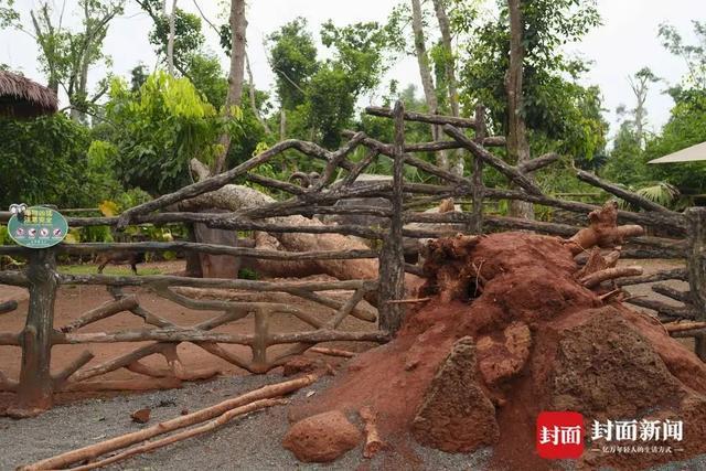 2025年1號(hào)臺(tái)風(fēng)“蝴蝶”或?qū)⒂凇拔逡弧奔倨谏桑?圖4)