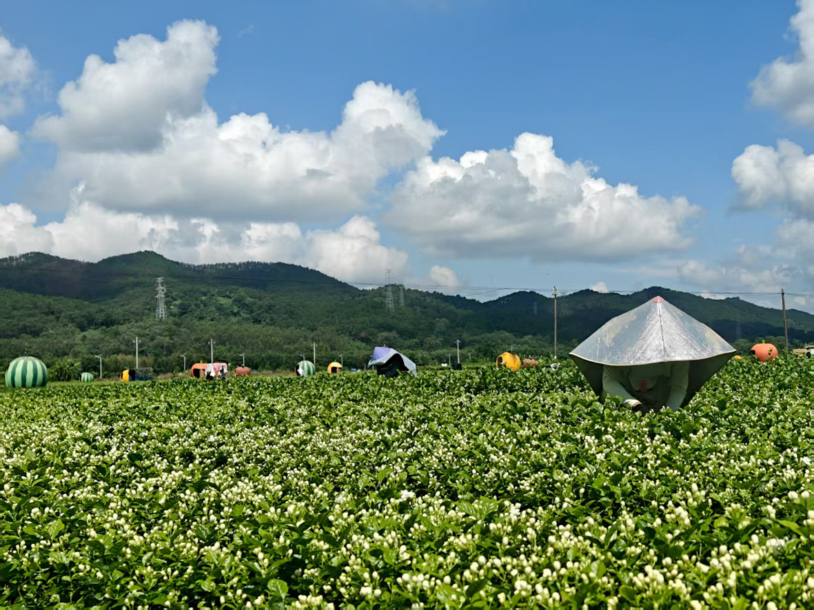 電力賦能農(nóng)業(yè)激活現(xiàn)代化發(fā)展新動(dòng)能(圖1)